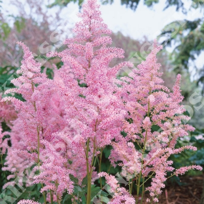 Picture of Astilbe - Astary Pink